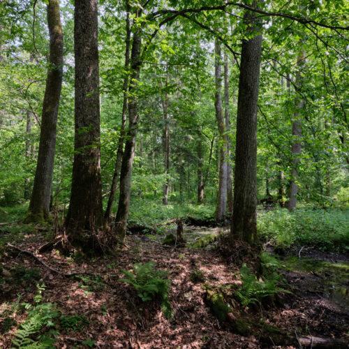 Hainbuche / Weißbuche Carpinus betulus