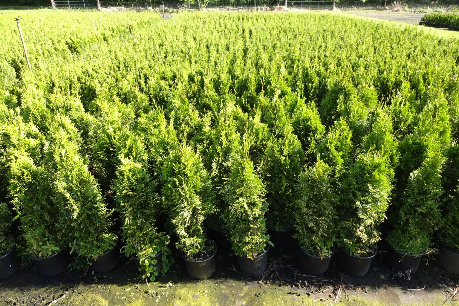 Thuja "Smaragd" im 2L. Topf (50 70 cm) pflanzhits.de