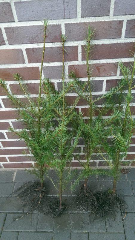 Douglasie (40 70 cm) online kaufen auf pflanzhits.de