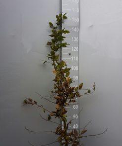 Hainbuchen Carpinus betulus