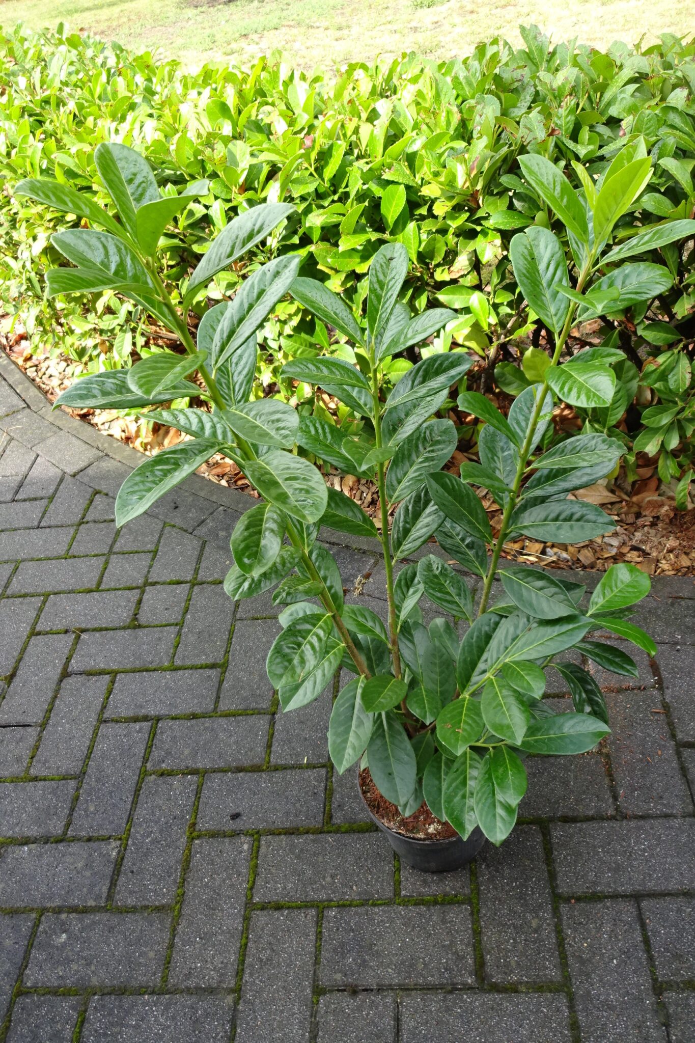 Kirschlorbeer "Novita" XXL (40 50 cm) im 3L. Topf pflanzhits.de