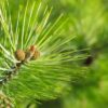Waldkiefer Pinus sylvestris