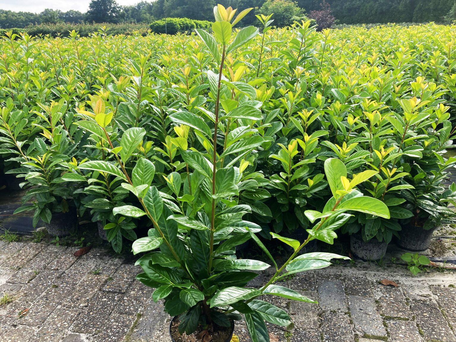 Kirschlorbeer (80120cm) "Rotundifolia" Buschig XXL im Topf online