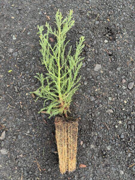 Mammutbaum – Sequoiadendron giganteum