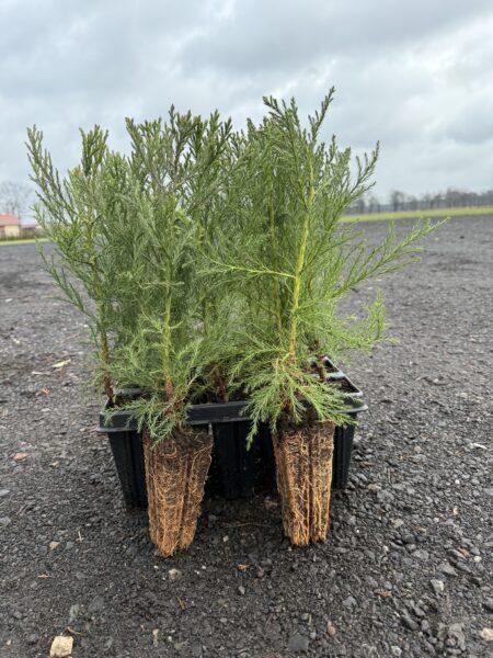 Mammutbaum – Sequoiadendron giganteum