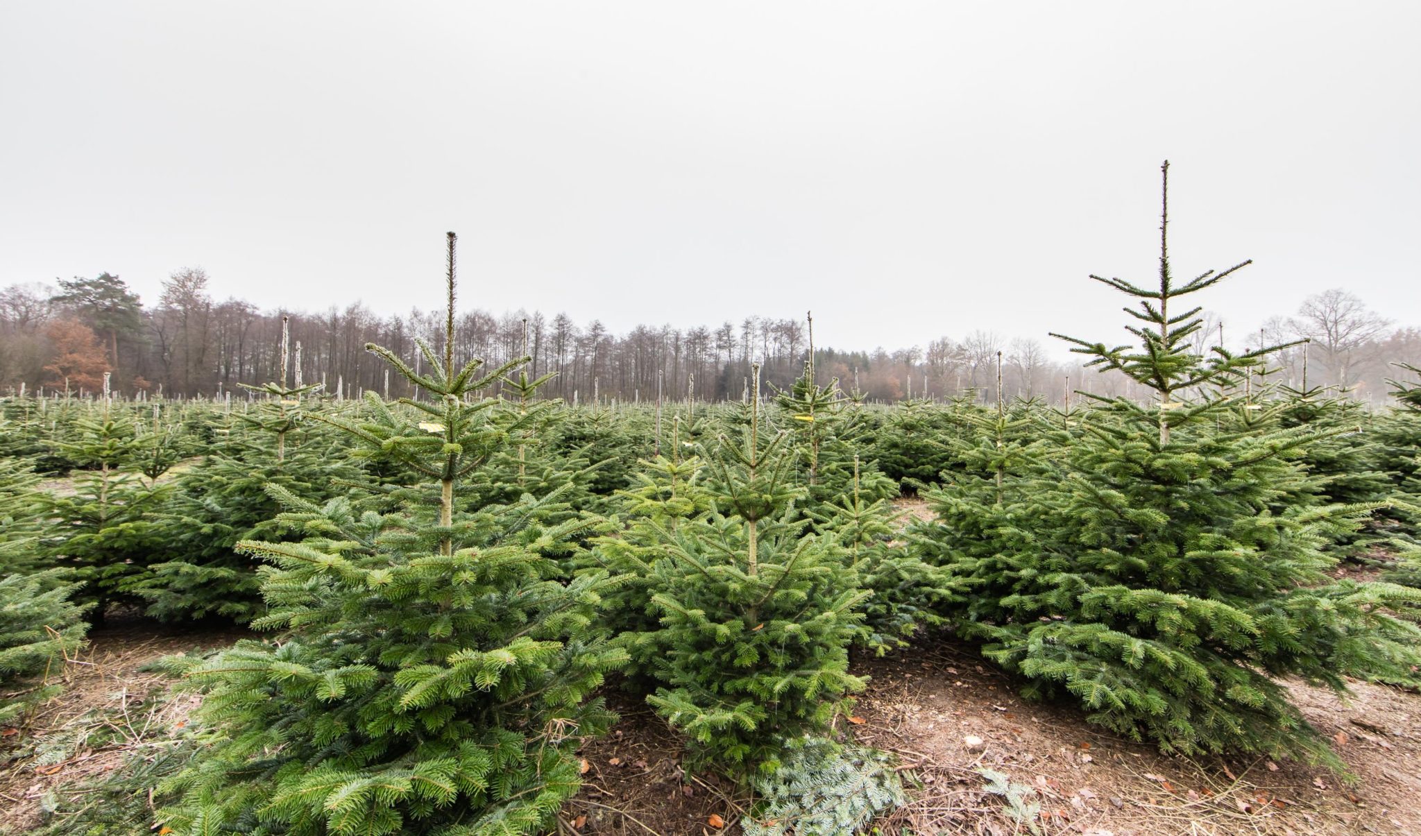 Weihnachtsbaum JungpflanzenSet (20 Pflanzen) pflanzhits.de