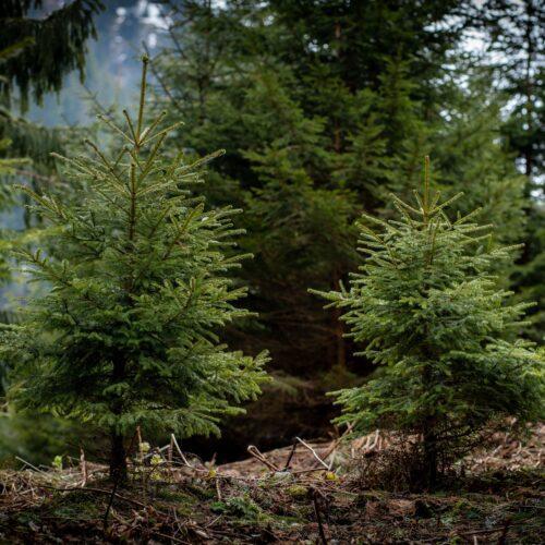 Serbische Fichte Picea omorica