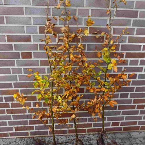 Rotbuche Fagus sylvatica