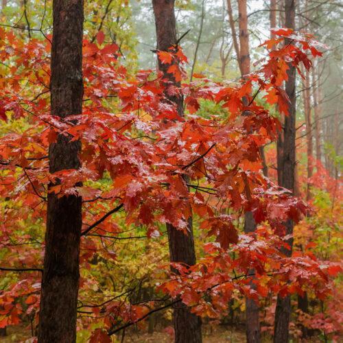 Roteiche Quercus rubra