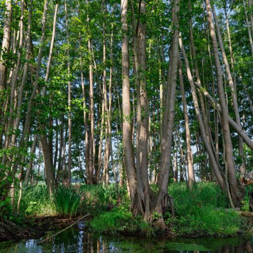 Schwarz - Roterle Alnus glutinosa
