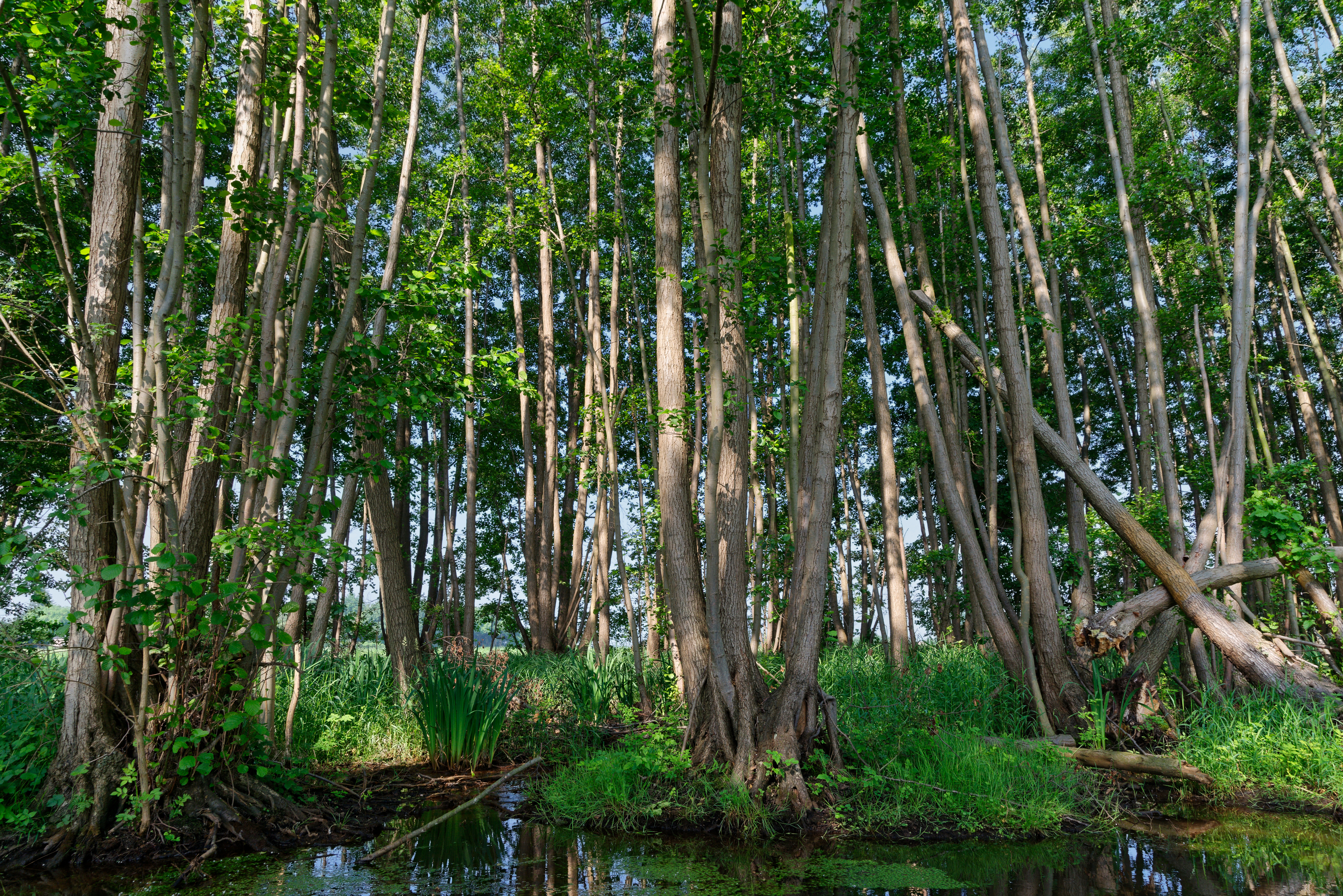 Schwarz - Roterle Alnus glutinosa