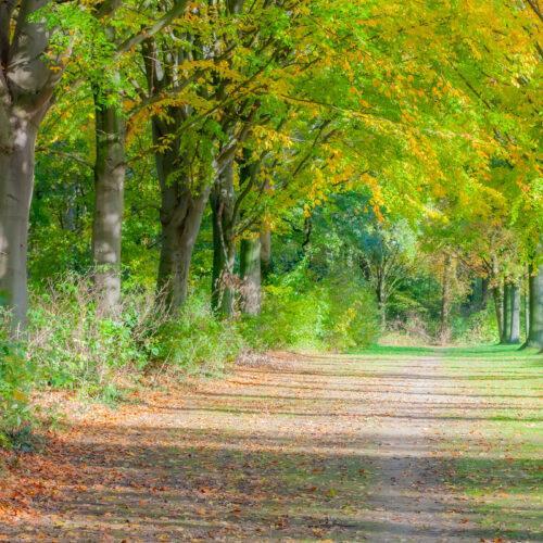 Spitzahorn Acer platanoides