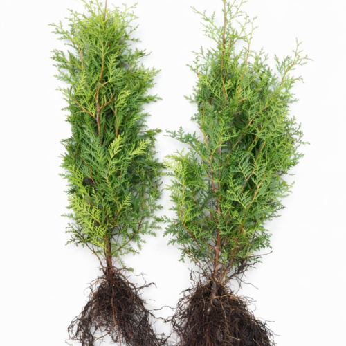 Lebensbaum Brabant Thuja occidentalis „Brabant“