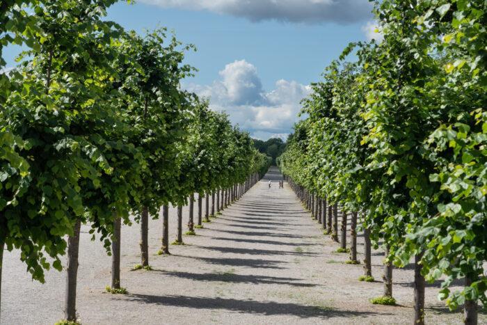 Tilia-cordata-Linden