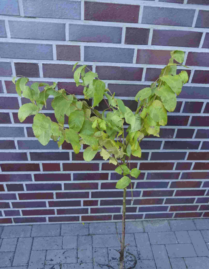 Walnussbaum Nuss Juglans regia