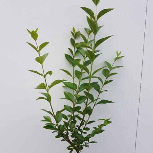 Wintergrüner Liguster Atrovirens (100 - 150 cm) als kräftige wurzelware