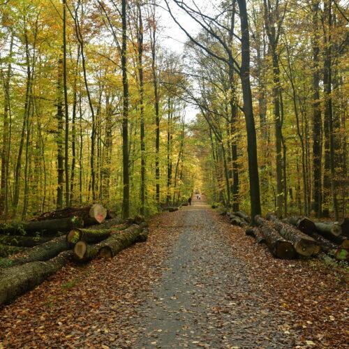 Rotbuche - Fagus sylvatica