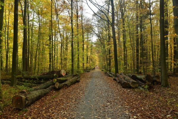 Rotbuche - Fagus sylvatica