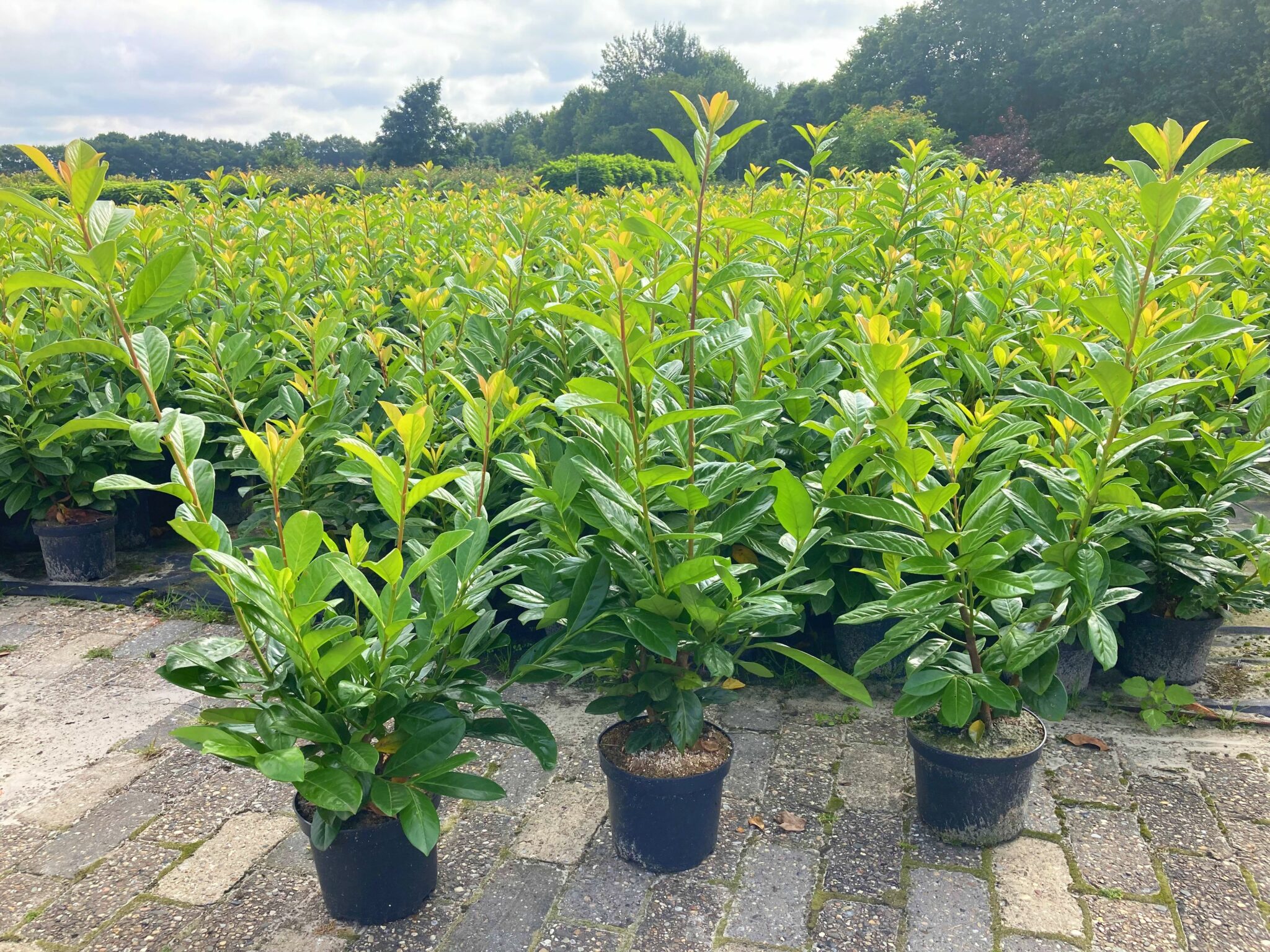 Kirschlorbeer (80120cm) "Rotundifolia" Buschig XXL im 2L. Topf