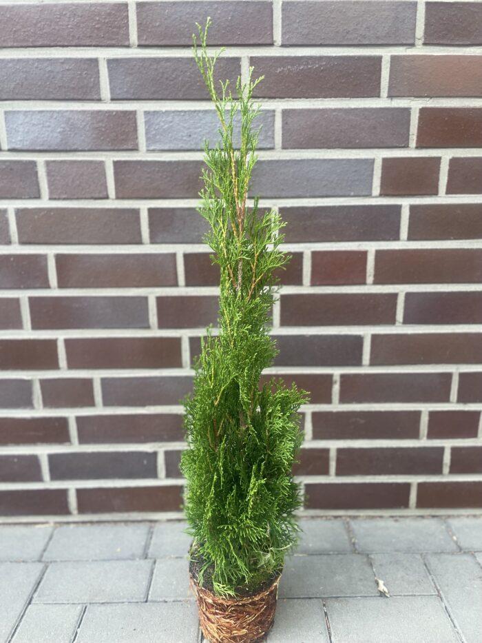 Thuja "Smaragd" (80 - 90 cm) im Topf