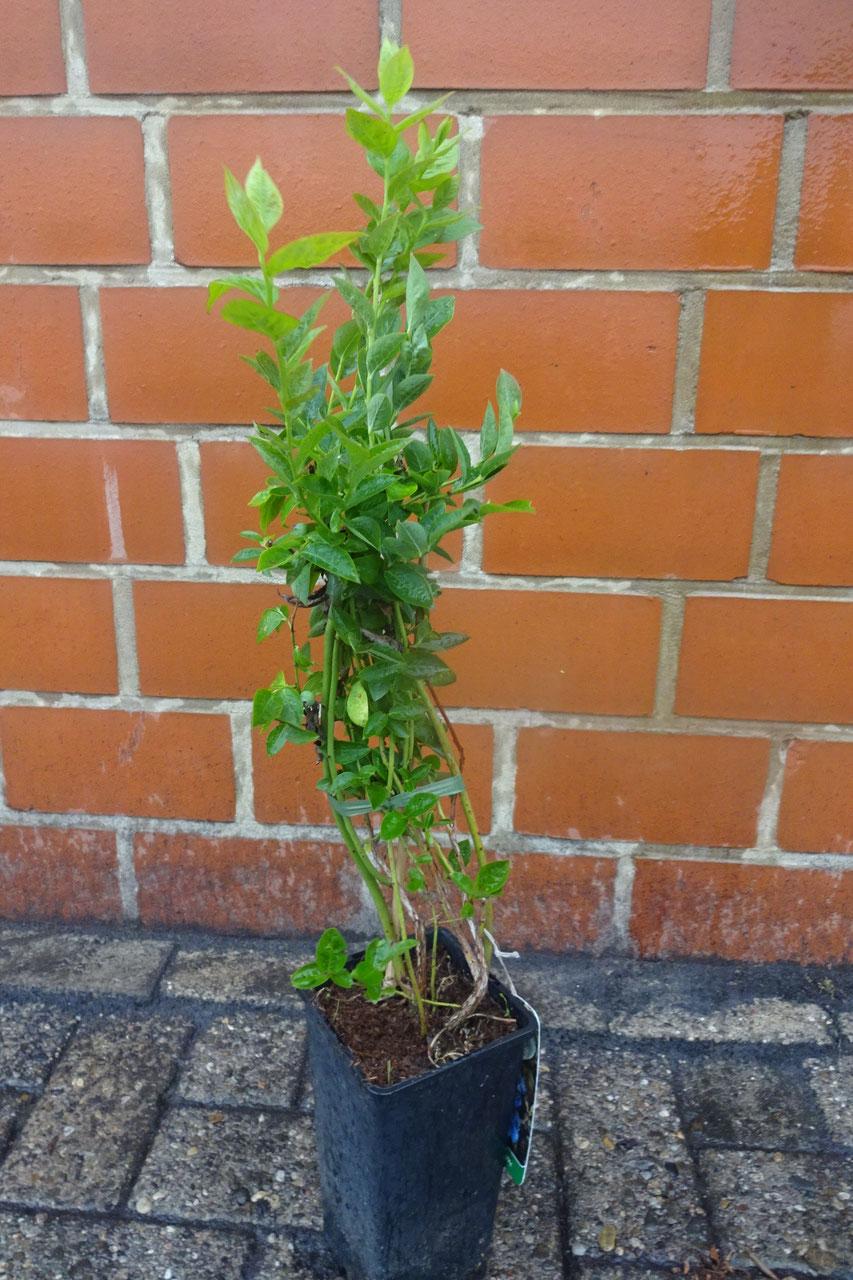 1-st. Heidelbeere Blaubeere