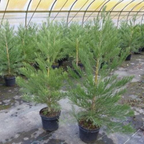 Mammutbaum Sequoiadendron giganteum (20 - 40 cm) im Topf