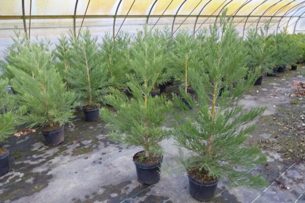 Mammutbaum Sequoiadendron giganteum (20 - 40 cm) im Topf