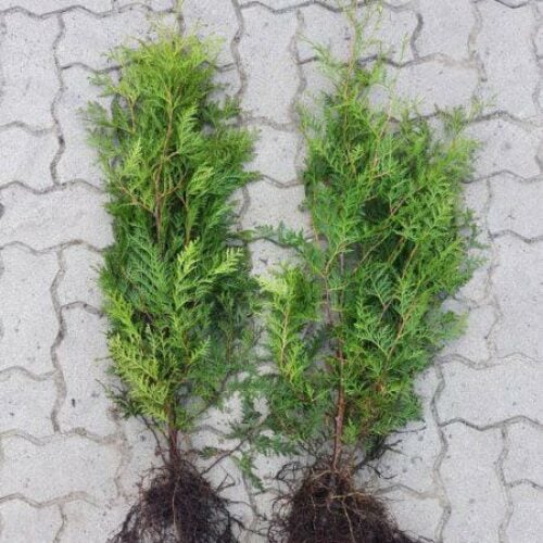 Thuja "Brabant" (40 - 60 cm) als kräftige wurzelware