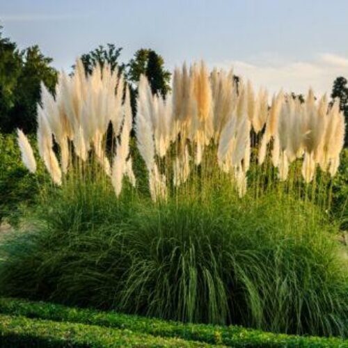 Pampasgras White Feather