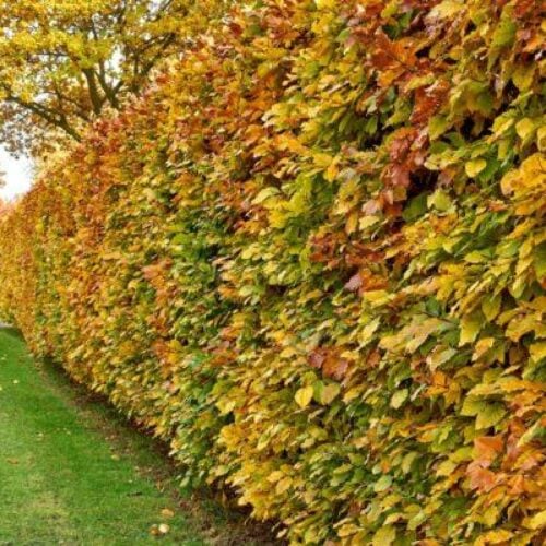 Rotbuche (150 - 180 cm) als kräftige wurzelware