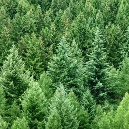 Rotfichte Picea abies