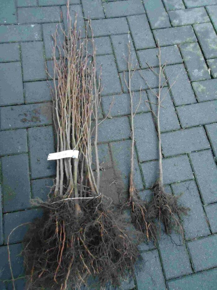 Tilia-cordata-Linden