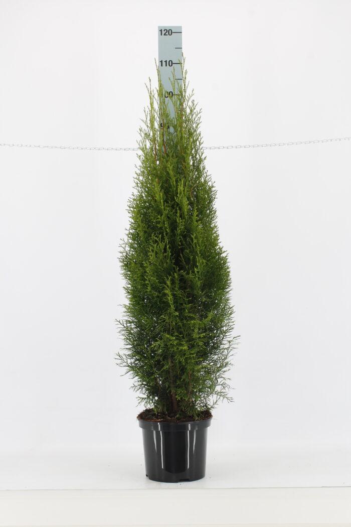 Thuja "Smaragd" (100 - 120 cm) Buschig XXL im großen 5L Topf