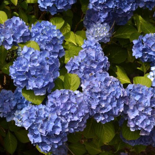 Gartenhortensie "Hydrangea macrophylla" 30-40cm im Topf- blau