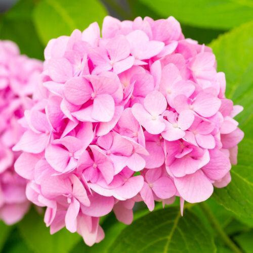 Gartenhortensie "Hydrangea macrophylla" 30-40cm im Topf- rosa