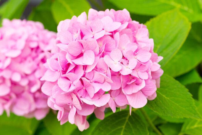 Gartenhortensie "Hydrangea macrophylla" 30-40cm im Topf- rosa