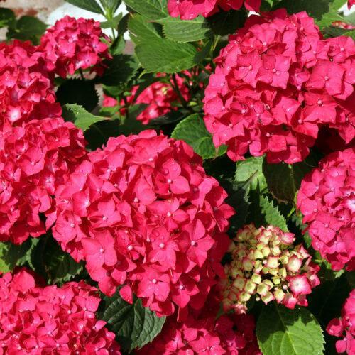 Gartenhortensie "Hydrangea macrophylla" 30-40cm im Topf- rot