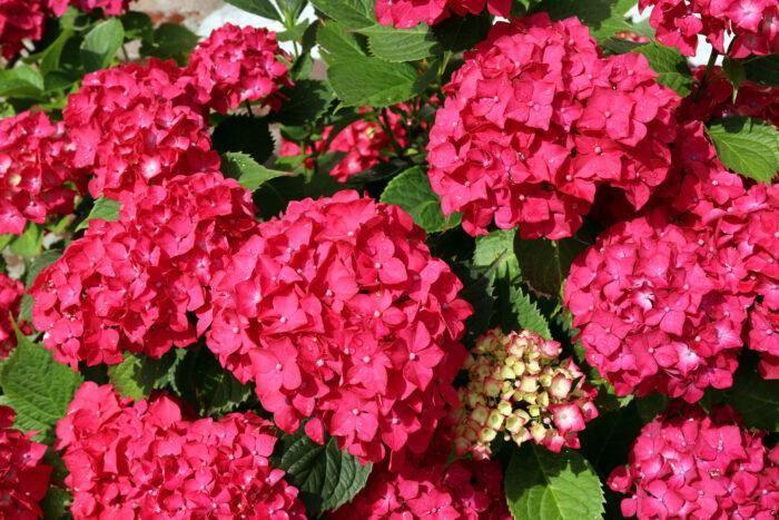 Gartenhortensie "Hydrangea macrophylla" 30-40cm im Topf- rot