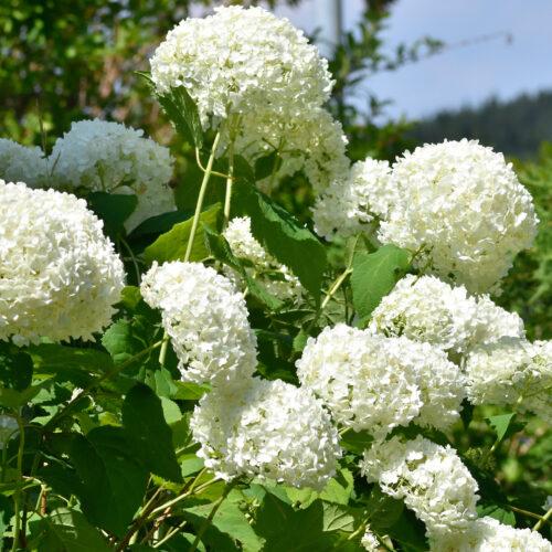 Gartenhortensie "Hydrangea macrophylla" 30-40cm im Topf- weiß