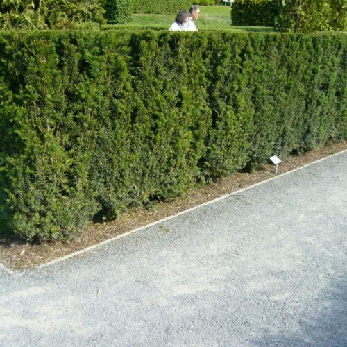 Becher-Eibe 40-60cm im großem Topf Taxus media hillii