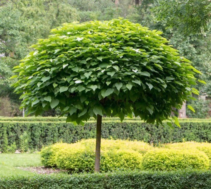 Hochstamm Kugel-Trompetenbaum 'Nana' Stammhöhe 120-140cm