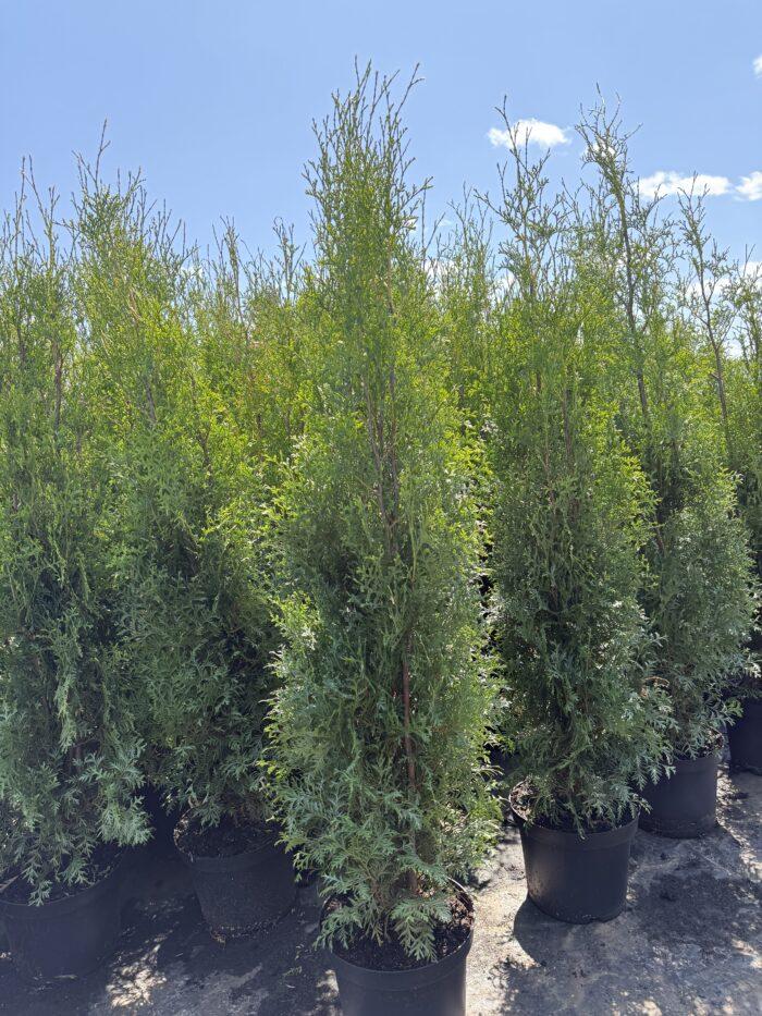 Thuja „Brabant“