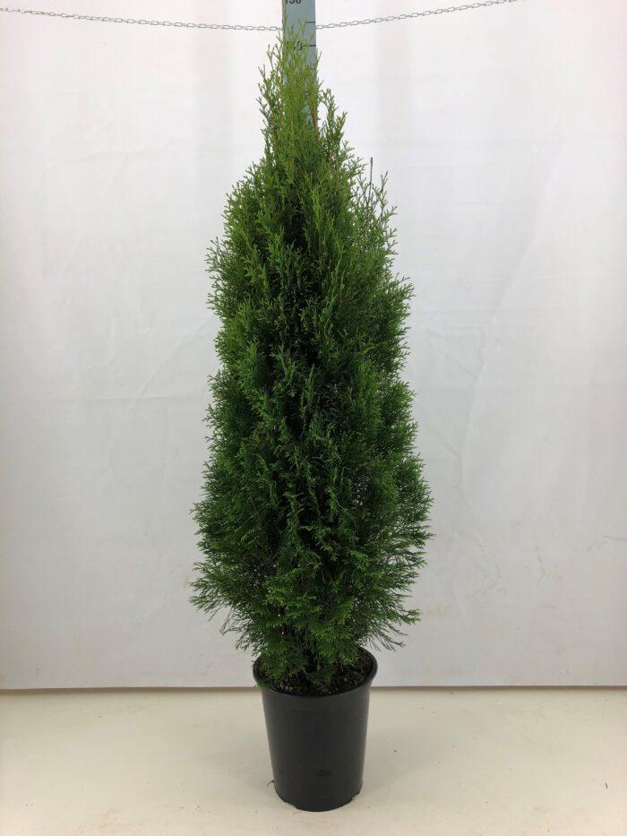 Thuja Smaragd