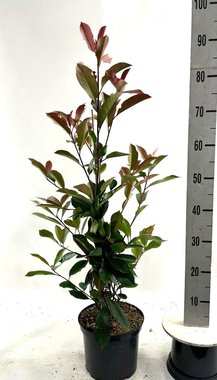 Glanzmispel 'Red Robin'