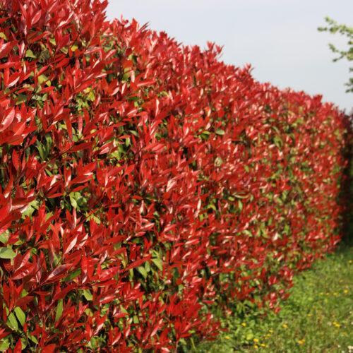 Rotlaubige Glanzmispel ‚Red Robin‘ Photinia fraseri