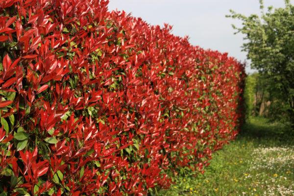 Rotlaubige Glanzmispel ‚Red Robin‘ Photinia fraseri