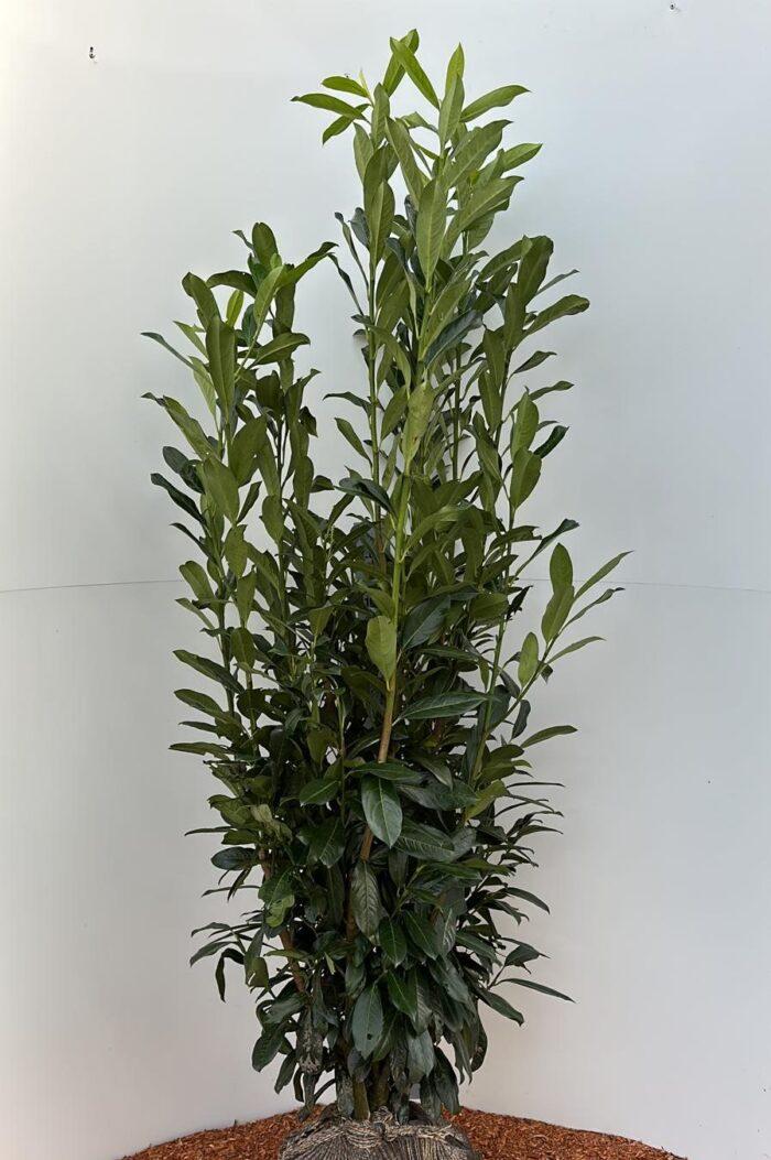 Kirschlorbeer Genolia®140-160cm Buschig XXL im großem Topf