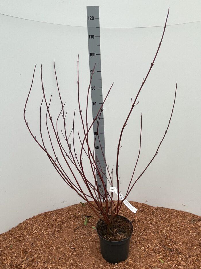 Cornus alba 'Sibirica' 60-80cm im Topf Rotholz
