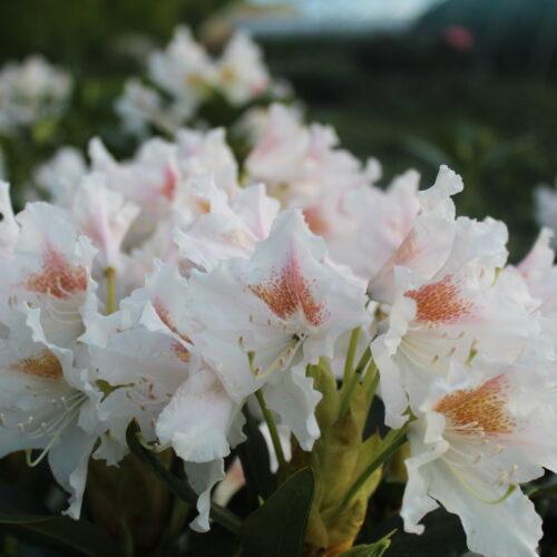 Rhododendron 'Cunningham's White' 40-60cm im großen Topf