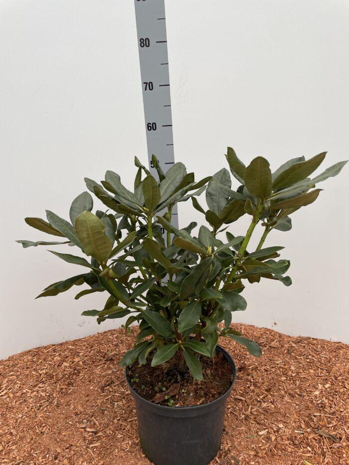 Rhododendron 'Nova Zembla' 40-50cm im großen Topf